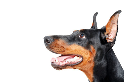 近侧视图杜宾犬