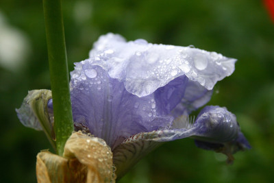 特写镜头花