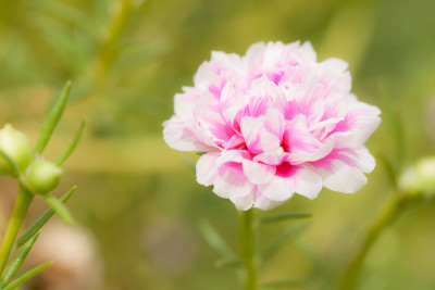 小花园里姹紫嫣红。