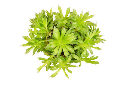 一种肉质植物