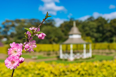 粉红色的樱花枝以公园为背景