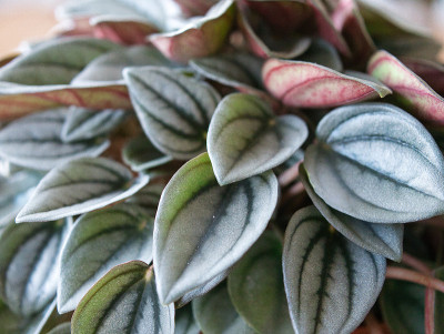 一种植物的绿色叶子的特写，这种植物名叫Peperomia caperata Mendoza。