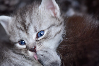 小猫