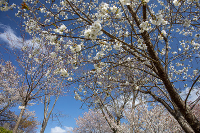 吉野山的樱花