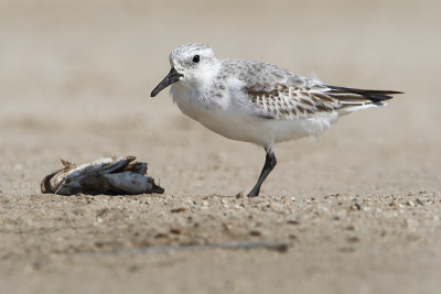 Sanderling (Calidris alba)在海滩，玻利瓦尔半岛，美国德克萨斯州