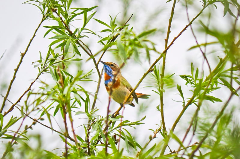 一只雄性蓝喉鸟(Luscinia svecica)坐在树枝上。特写镜头。