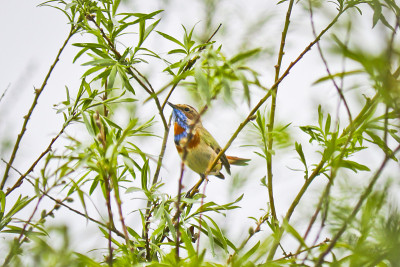 一只雄性蓝喉鸟(Luscinia svecica)坐在树枝上。特写镜头。