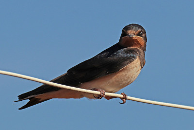 乡村燕子(Hirundo rustica)。