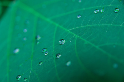 草地上露珠的特写镜头。