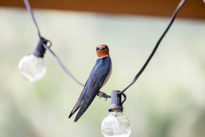 Hirundo tahitica
