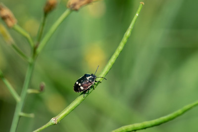 黑白盾虫(Eurydema oleracea)也被称为十字花科盾虫，卷心菜虫或芸苔虫，会在绿色植物的