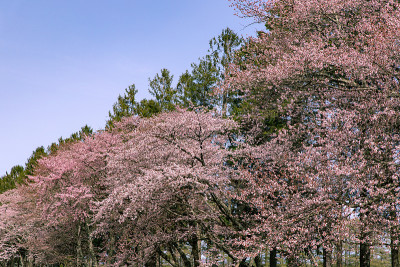 北海道飞高樱花盛开。