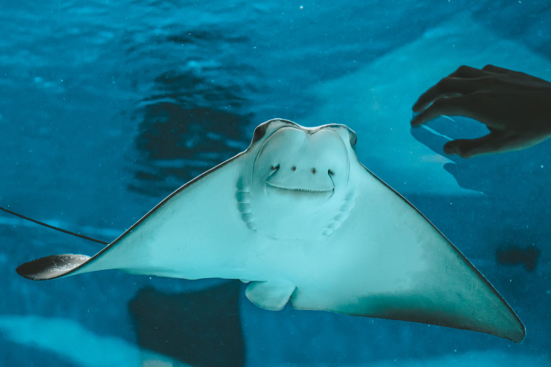 可爱的黄貂鱼游泳在水族馆特写，底部视图