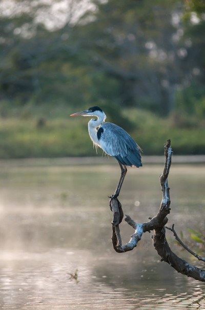 白颈鹭，Ardea cocoi
