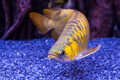 金色龙鱼在近距离观看水族馆