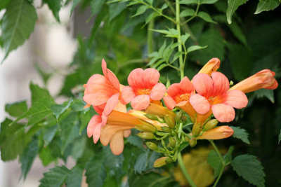 喇叭藤(宿根)花盛开