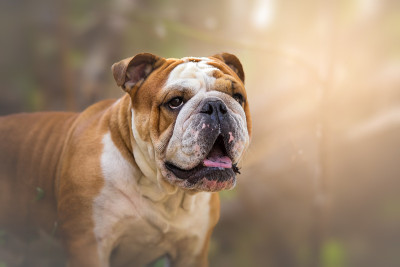 英国斗牛犬在自然肖像狗