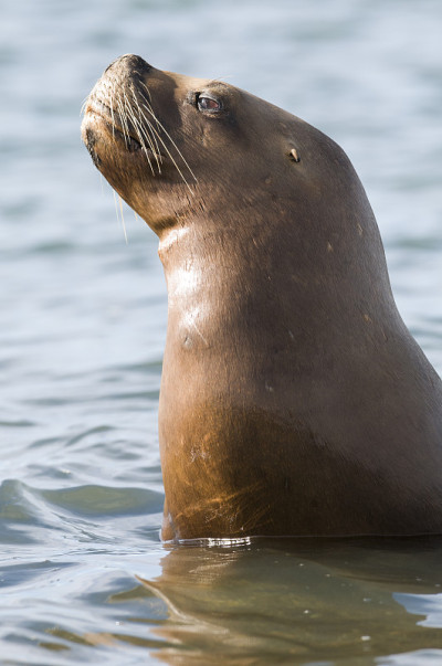 海狮幼崽