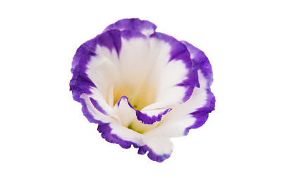 eustoma花