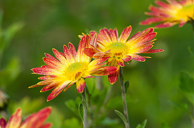 菊花在秋天长在户外