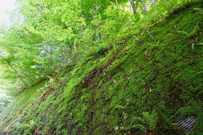 日本的苔藓