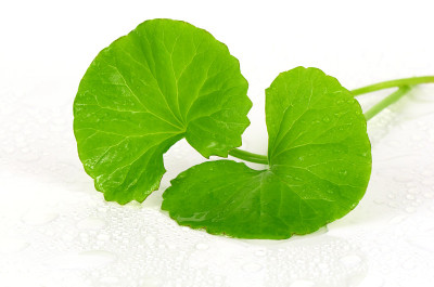 积雪草(Centella asiatica)(厄本)脑补剂