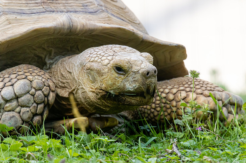 非洲盾臂龟(centrrochelys sulcata)近距离肖像