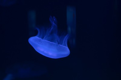 水母