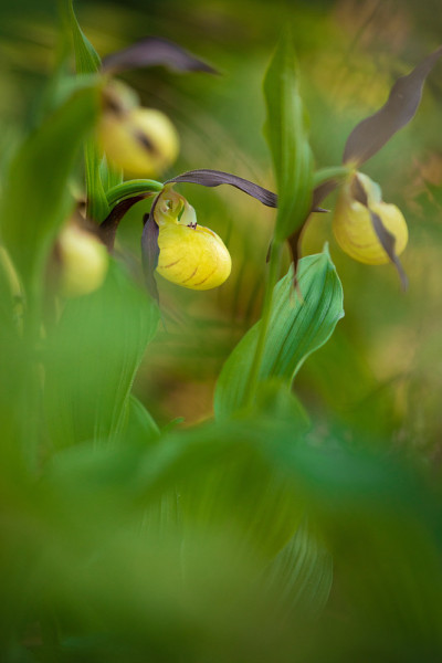 兰花在森林里开花