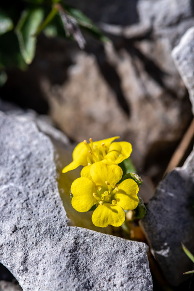 山楂花