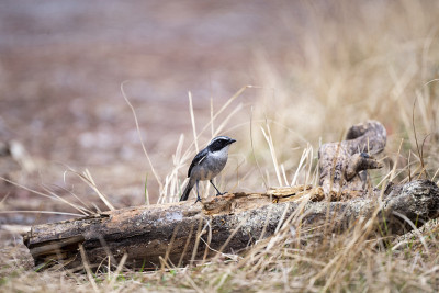 格雷Bushchat