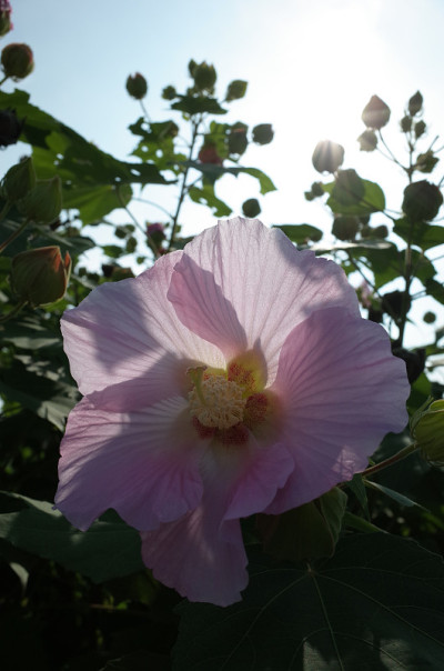 棉花Rosemallow