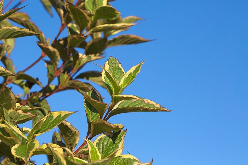 蓝天上的山茱萸或山茱萸灌木