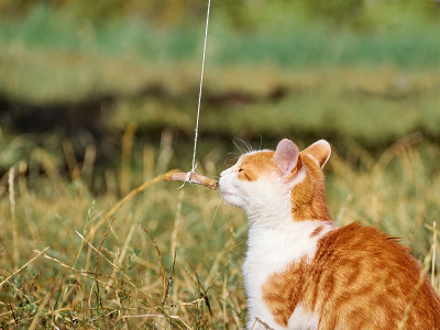 草丛里的小猫。
