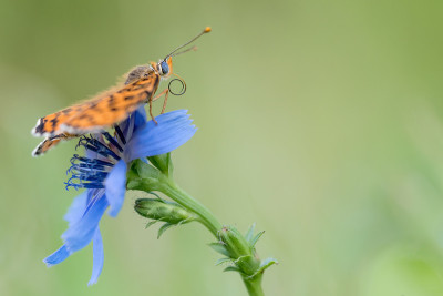 斑点贝母在蓝花上吸食花蜜(Melitaea didyma)