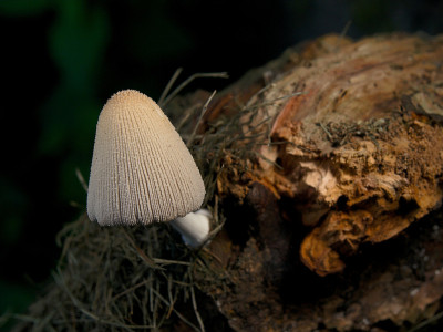 Coprinus Xanthothrix