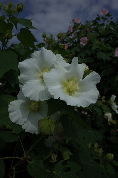 棉花Rosemallow