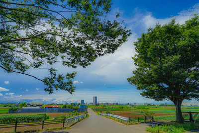 松户从乡下剪下来