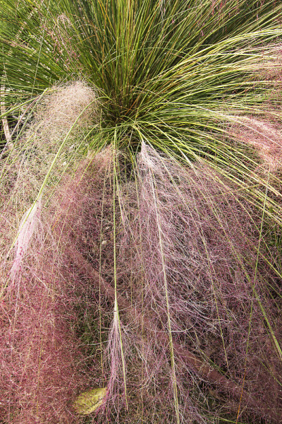 穆勒草(Muhlenbergia)