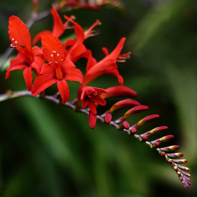 Crocosmia(鸢尾科)