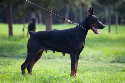 杜宾犬