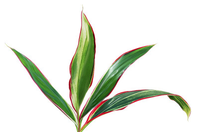 在白色背景上分离的Ti植物热带绿叶