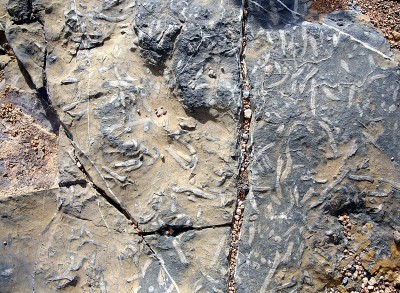 鱼化石嵌在灰色碎裂的石头中，阿曼阿曼Jabal Akhdar地区，阿曼阿曼阿曼