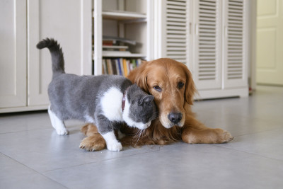 英国短毛和金毛猎犬