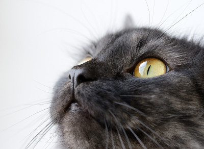 有趣的猫