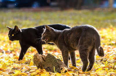 猫咪滑稽地在另一只猫旁边打呵欠，表情包