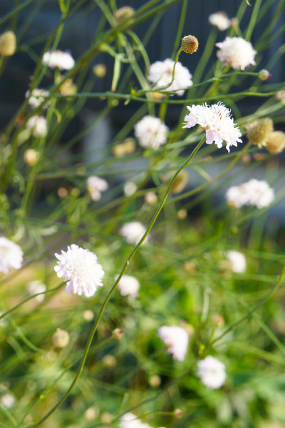 疥疮或霜针垫或霜疥疮植物