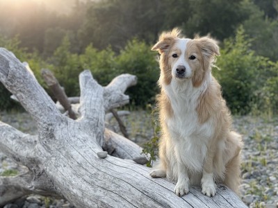 边境牧羊犬在倒下的树上