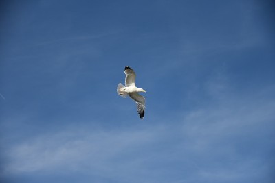 海鸥在飞翔