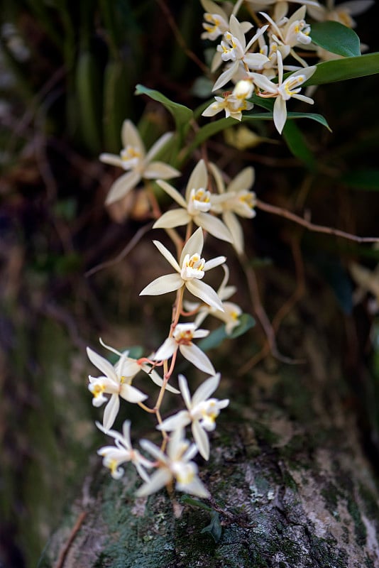 附生兰花丛在树干